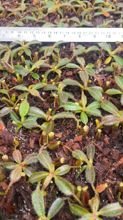 N. mollis – assorted clones: BE-3921
