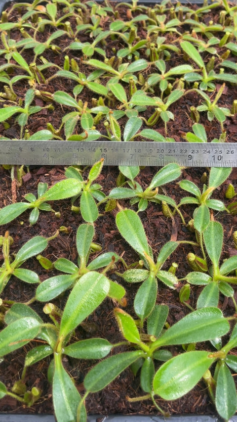 N. mollis – assorted clones: BE-3921