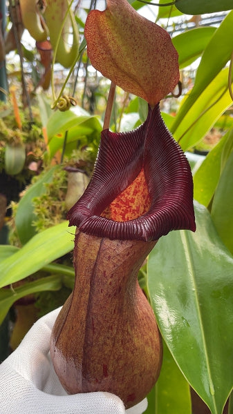 N. ventricosa x robcantleyi – assorted clones: BE-3923