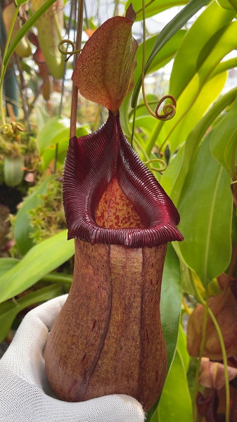 N. ventricosa x robcantleyi – assorted clones: BE-3923 *Pre-Order*