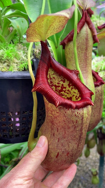 N. ventricosa x robcantleyi – assorted clones: BE-3923 *Pre-Order*