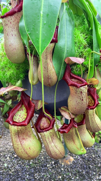 N. ventricosa x robcantleyi – assorted clones: BE-3923 *Pre-Order*
