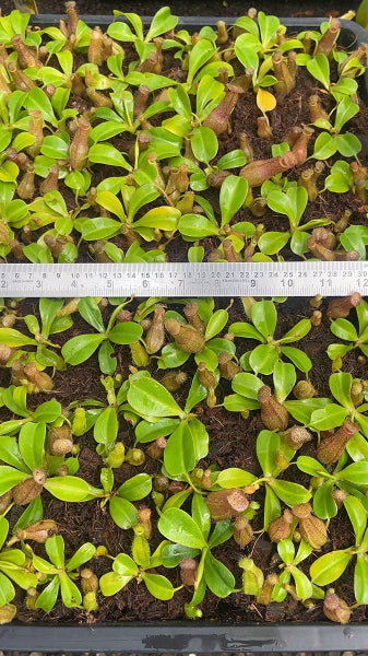 N. ventricosa x robcantleyi – assorted clones: BE-3923 *Pre-Order*