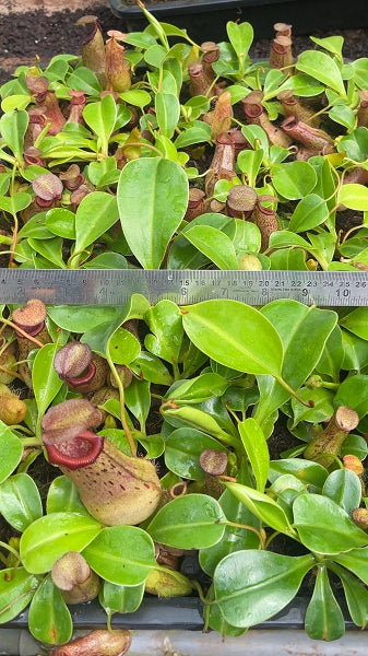 N. ventricosa x robcantleyi – assorted clones: BE-3923 *Pre-Order*
