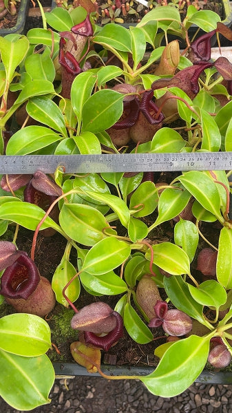 N. ventricosa x robcantleyi – assorted clones: BE-3923 *Pre-Order*
