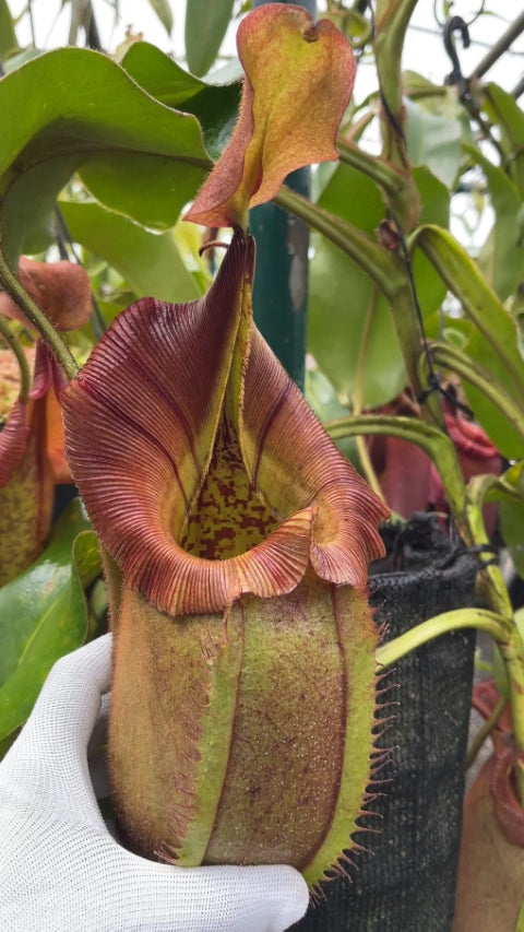 N. robcantleyi x veitchii: BE-3933