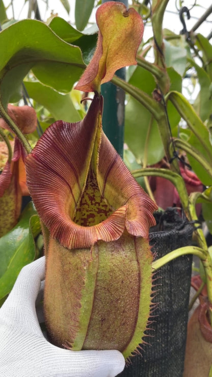 N. robcantleyi x veitchii: BE-3933