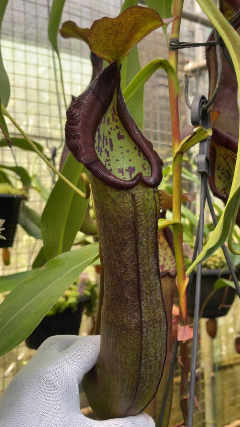 N. ramispina x robcantleyi – best two selected clones: BE-3939 *Pre-Order*