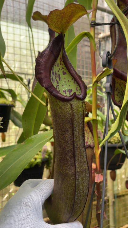 N. ramispina x robcantleyi – best two selected clones: BE-3939 *Pre-Order*