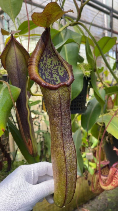 N. ramispina x robcantleyi – best two selected clones: BE-3939 *Pre-Order*
