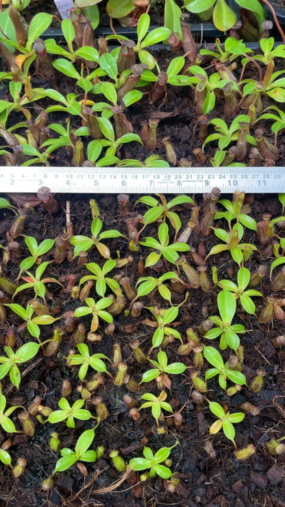 N. ramispina x robcantleyi – best two selected clones: BE-3939 *Pre-Order*