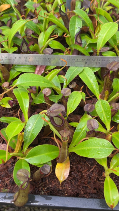 N. ramispina x robcantleyi – best two selected clones: BE-3939 *Pre-Order*