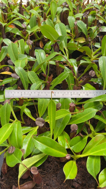 N. ramispina x robcantleyi – best two selected clones: BE-3939 *Pre-Order*