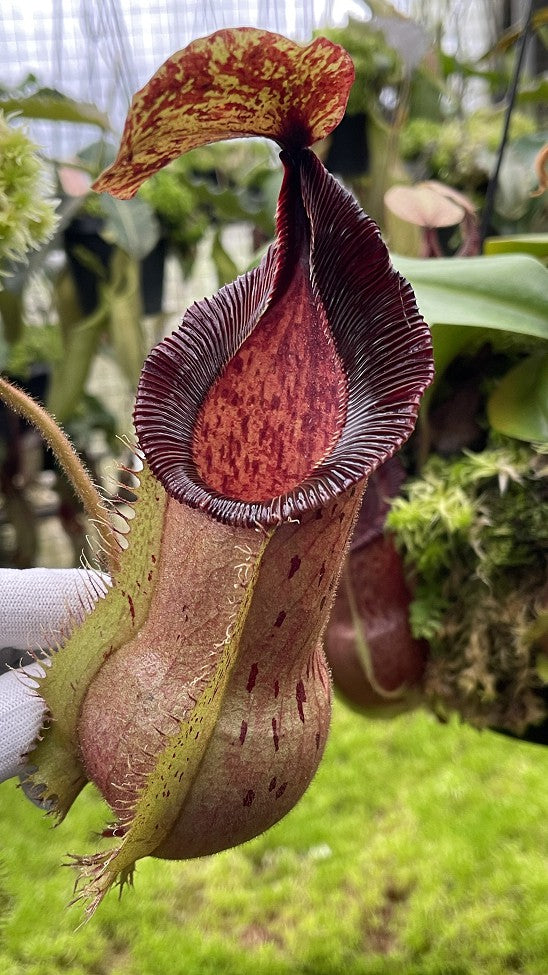 N. hamata x veitchii - assorted clones: BE-3943