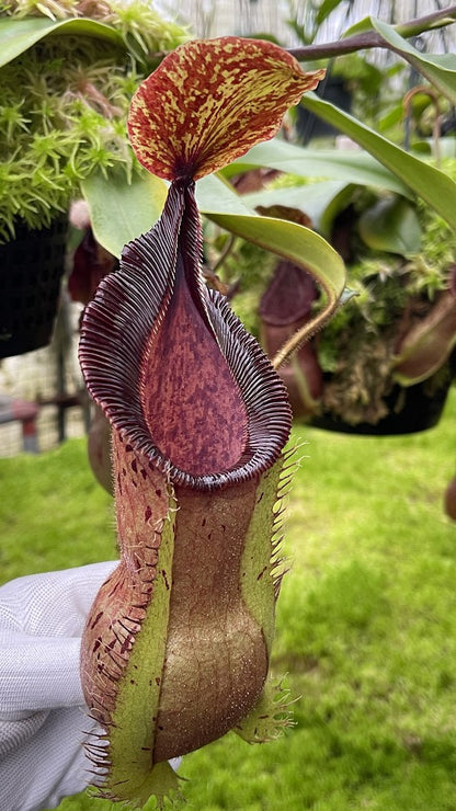 N. hamata x veitchii - assorted clones: BE-3943 *Pre-Order*