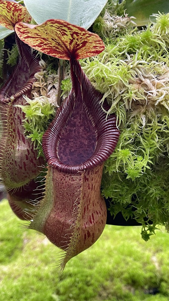 N. hamata x veitchii - assorted clones: BE-3943 *Pre-Order*