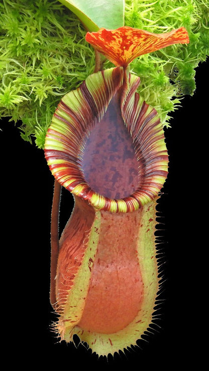 N. hamata x veitchii - assorted clones: BE-3943 *Pre-Order*