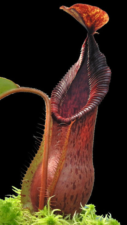N. hamata x veitchii - assorted clones: BE-3943 *Pre-Order*
