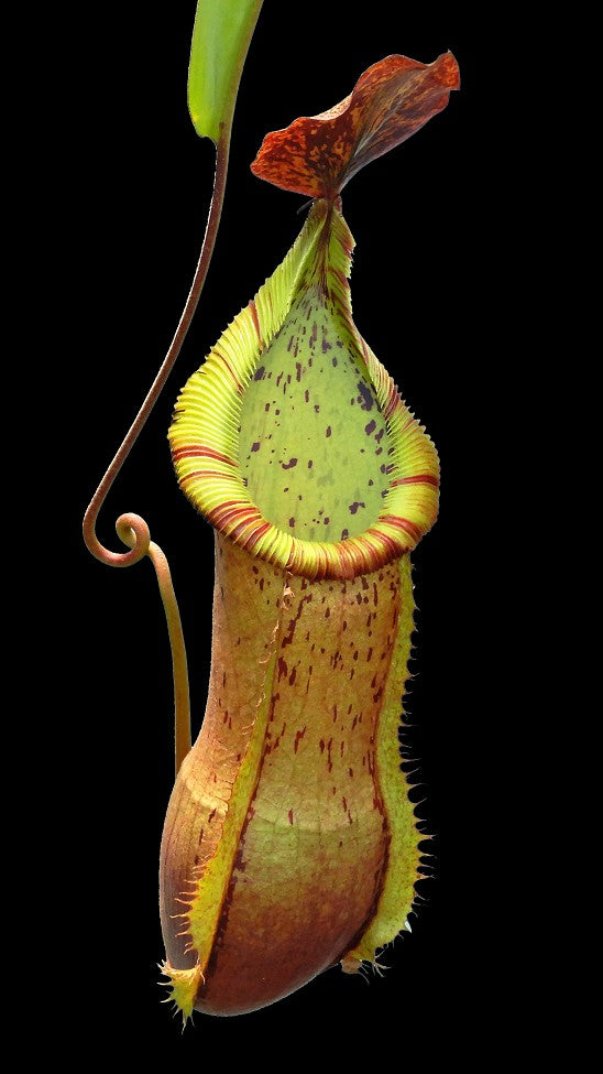 N. hamata x veitchii - assorted clones: BE-3943 *Pre-Order*