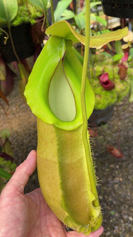 N. spathulata x merrilliana - selected clone: BE-3949