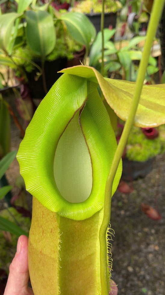 N. spathulata x merrilliana - selected clone: BE-3949 *Pre-Order*
