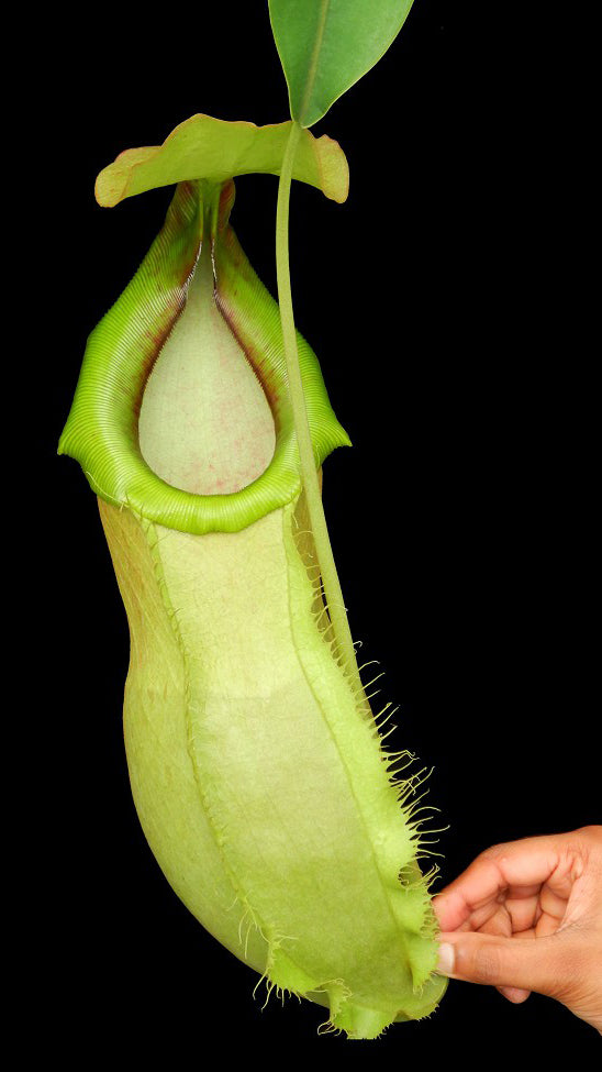 N. spathulata x merrilliana - selected clone: BE-3949 *Pre-Order*