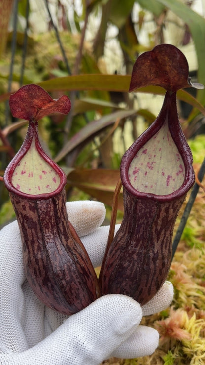 N. ceciliae - assorted clones: BE-3956 *Pre-Order*