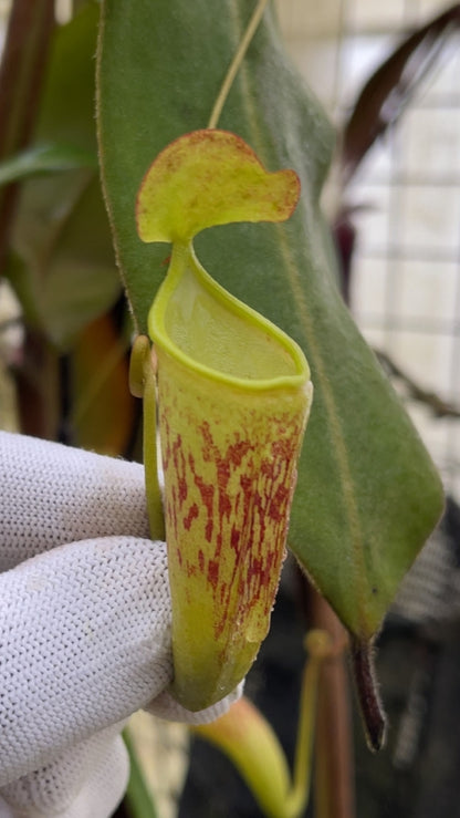 N. ceciliae - assorted clones: BE-3956 *Pre-Order*