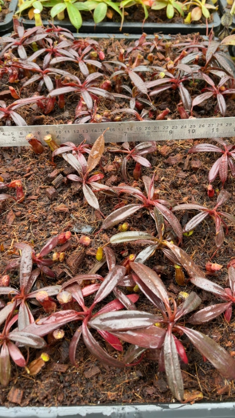 N. ceciliae - assorted clones: BE-3956 *Pre-Order*