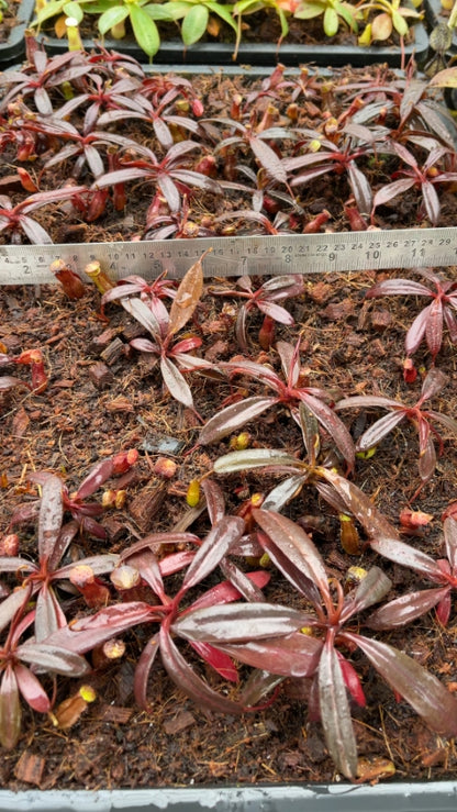 N. ceciliae - assorted clones: BE-3956 *Pre-Order*
