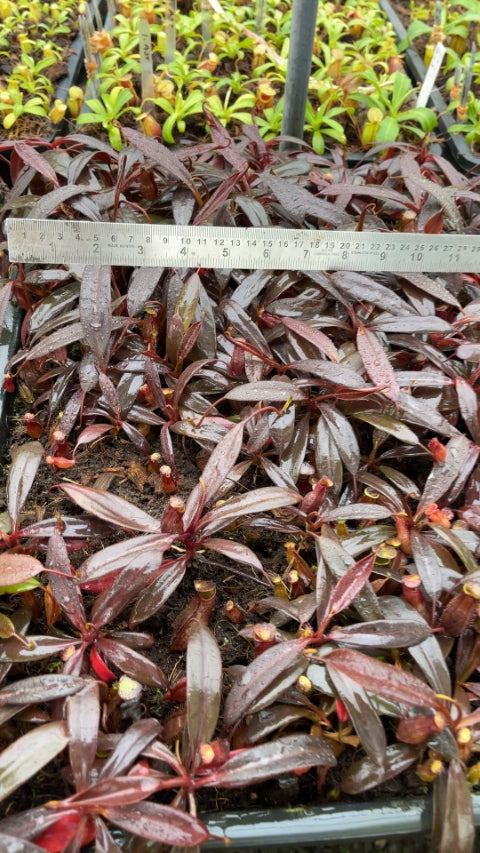 N. ceciliae - assorted clones: BE-3956 *Pre-Order*