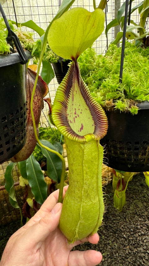 N. robcantleyi x hamata - assorted clones: BE-3958 *Pre-Order*