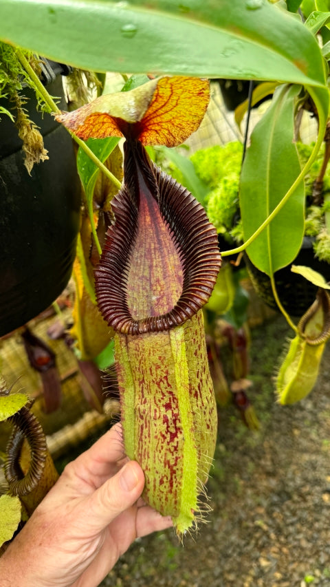 N. robcantleyi x hamata - assorted clones: BE-3958 *Pre-Order*