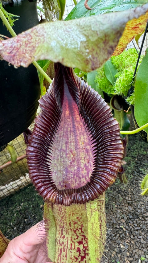 N. robcantleyi x hamata - assorted clones: BE-3958 *Pre-Order*