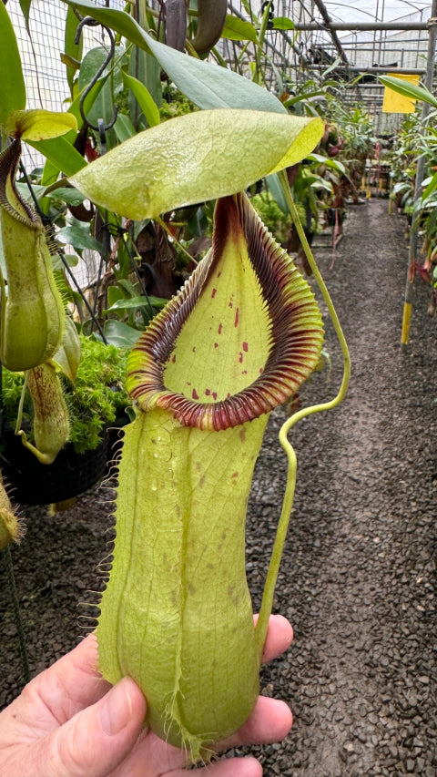 N. robcantleyi x hamata - assorted clones: BE-3958 *Pre-Order*