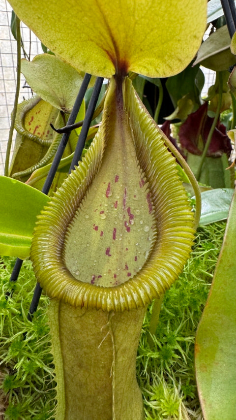 N. robcantleyi x hamata - assorted clones: BE-3958 *Pre-Order*