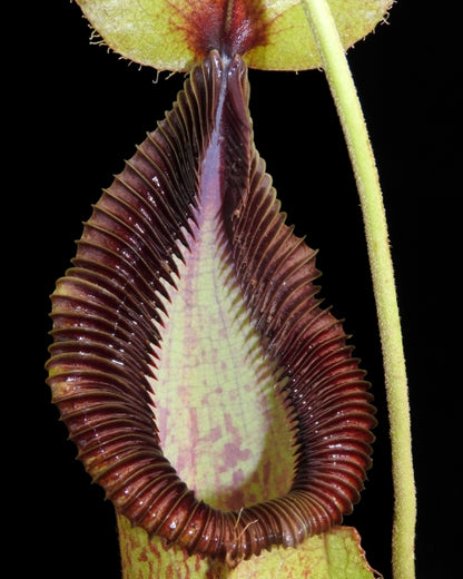 N. robcantleyi x hamata - assorted clones: BE-3958 *Pre-Order*