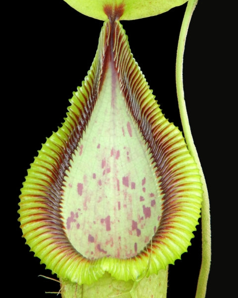 N. robcantleyi x hamata - assorted clones: BE-3958 *Pre-Order*
