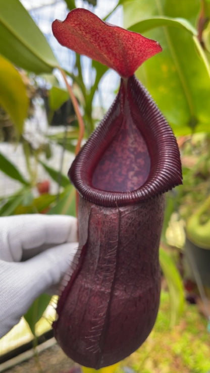 N. ‘Bill Bailey’ x robcantleyi – best selected clone: BE-3965