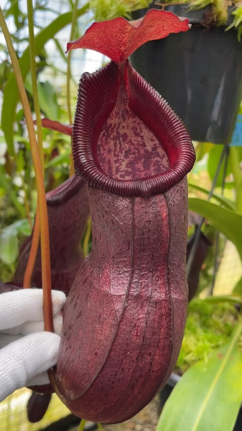 N. ‘Bill Bailey’ x robcantleyi – best selected clone: BE-3965 *Pre-Order*