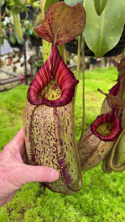 N. robcantleyi x (aristolochioides x spectabilis) – assorted clones: BE-3966