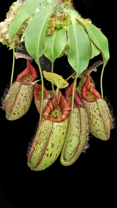 N. robcantleyi x (aristolochioides x spectabilis) – assorted clones: BE-3966 *Pre-Order*