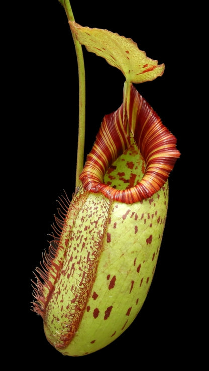 N. robcantleyi x (aristolochioides x spectabilis) – assorted clones: BE-3966 *Pre-Order*