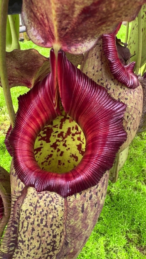 N. robcantleyi x (aristolochioides x spectabilis) – assorted clones: BE-3966 *Pre-Order*