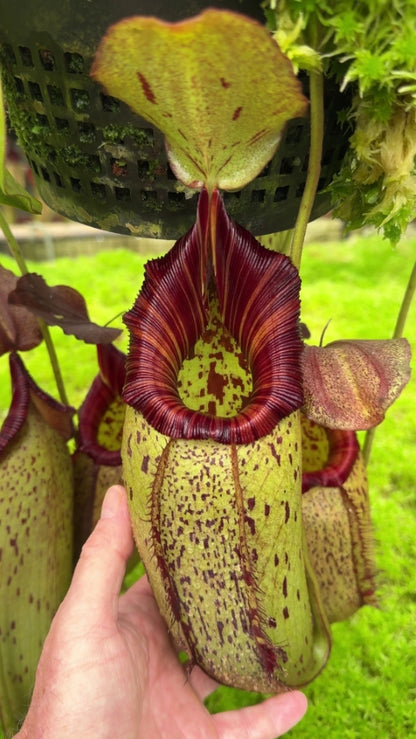 N. robcantleyi x (aristolochioides x spectabilis) – assorted clones: BE-3966 *Pre-Order*
