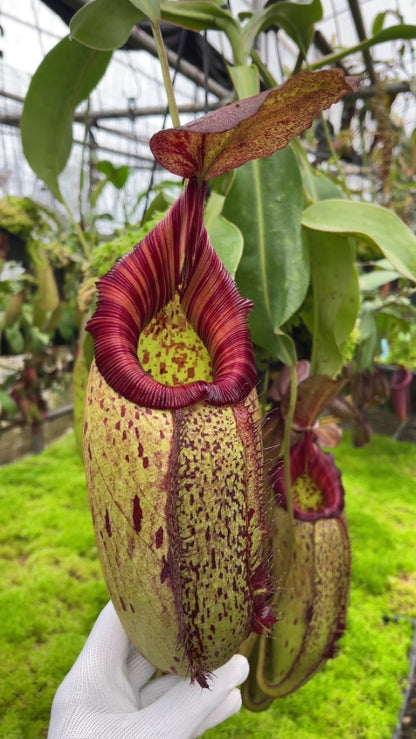 N. robcantleyi x (aristolochioides x spectabilis) – assorted clones: BE-3966 *Pre-Order*