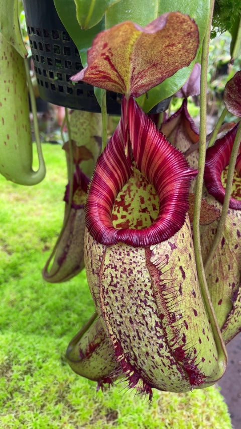 N. robcantleyi x (aristolochioides x spectabilis) – assorted clones: BE-3966 *Pre-Order*