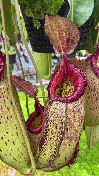 N. robcantleyi x (aristolochioides x spectabilis) – assorted clones: BE-3966 *Pre-Order*