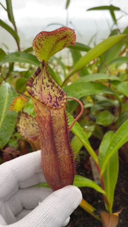 N. lowii x tentaculata – from cuttings: BE-3970 *Pre-Order*