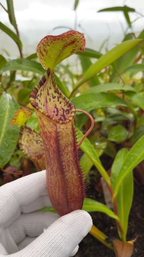 N. lowii x tentaculata – from cuttings: BE-3970 *Pre-Order*